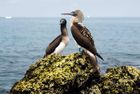 EAST & WEST GALAPAGOS BY SUPERYACHT