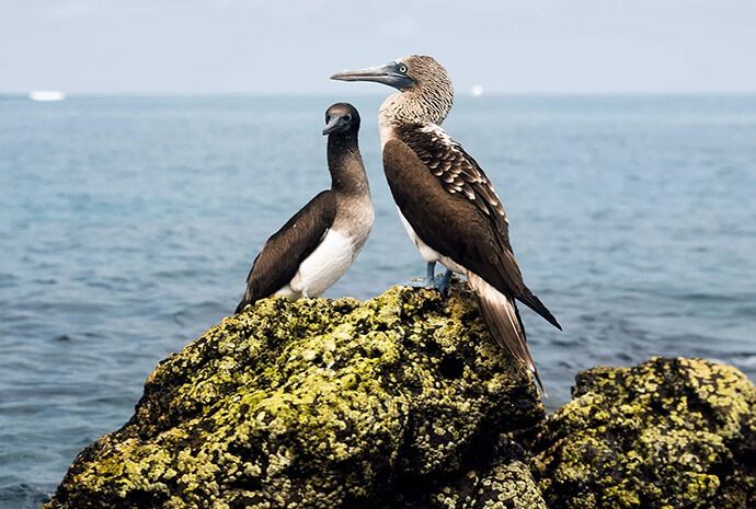 EAST & WEST GALAPAGOS BY SUPERYACHT