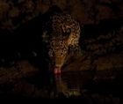 MOI WILD EXPERIENCES 2025 -INDIA- A UNIQUE WAY TO EXPLORE THE WILDLIFE