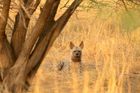 MOI - WILD GUJARAT