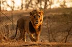 MOI - WILD GUJARAT
