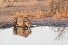 Botswana Photo Safari with Special Guest, Tom Mason