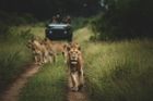 6 Night Luxury South Africa Safari Combo