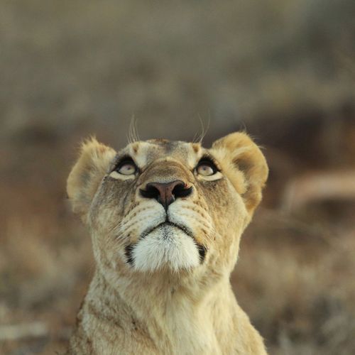 Explore South Africa in depth