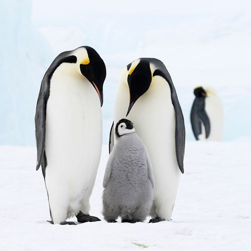 Antarctica Expedition Cruises