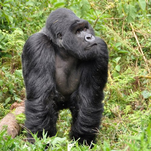 Trek with gorillas in Rwanda