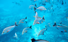 Marquesas, The Tuamotus & Society Islands