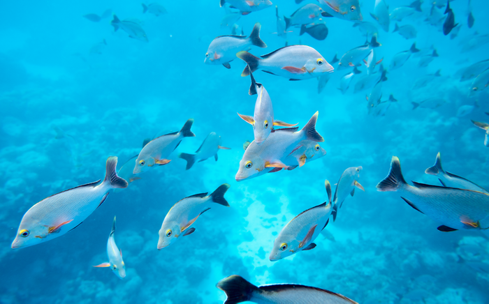 Marquesas, The Tuamotus & Society Islands
