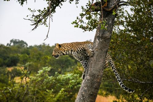 Ranger Buck Safaris