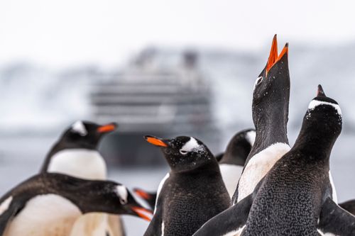 This is your Moment in Seabourn's Antarctica