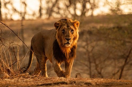 MOI- WILD GUJARAT