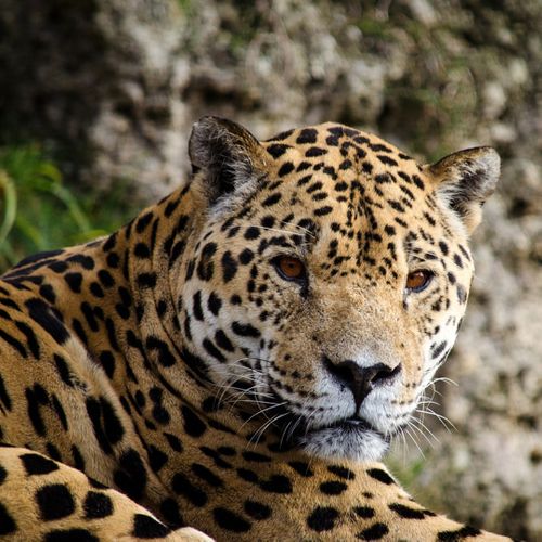 Big cats in the Brazilian Pantanal