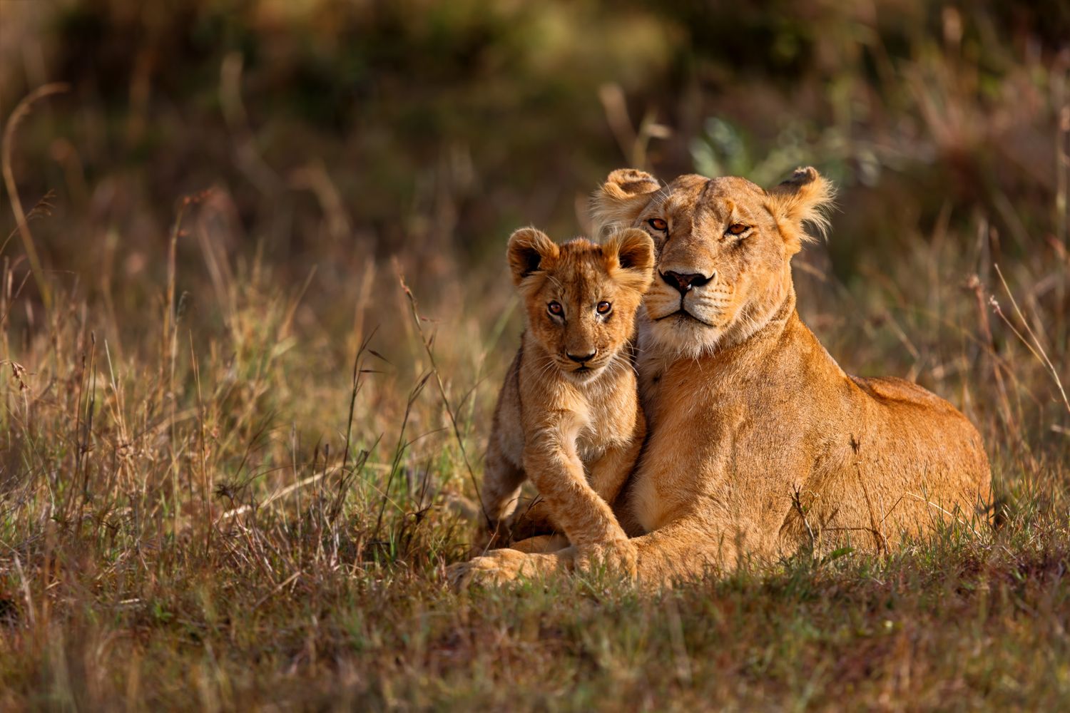 Take me to Africa