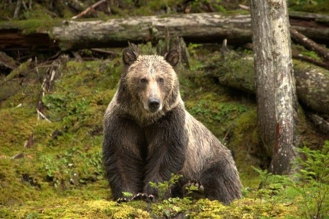 Grizzly Bears In British Columbia