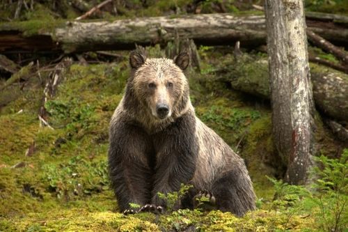 Grizzly Bears In British Columbia