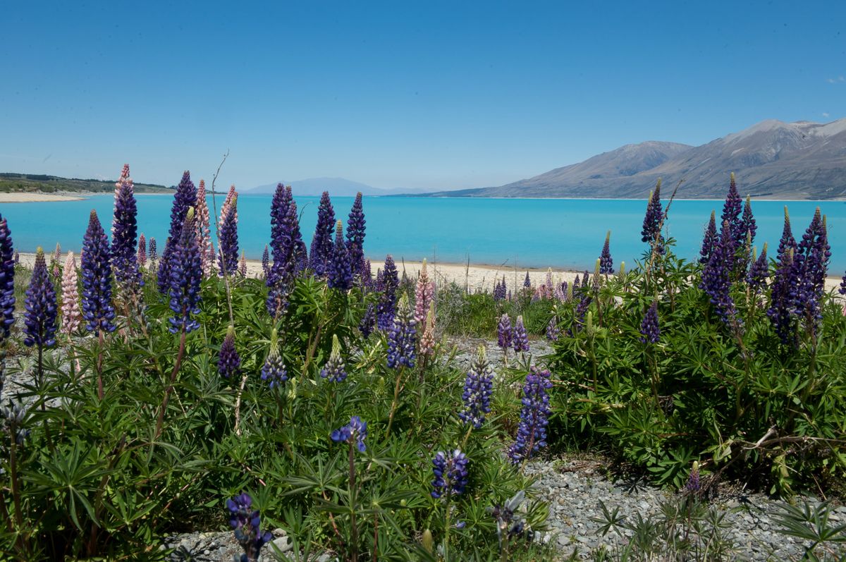 New Zealand: Connect to nature in pure luxury | 5 secluded retreats in 5 exclusive destinations 