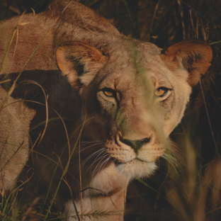 Safari 