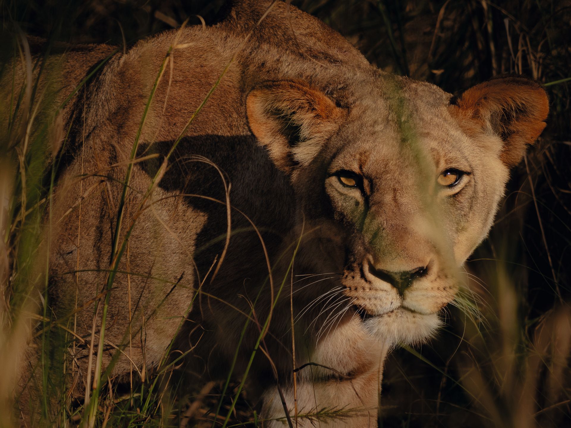 Safari 