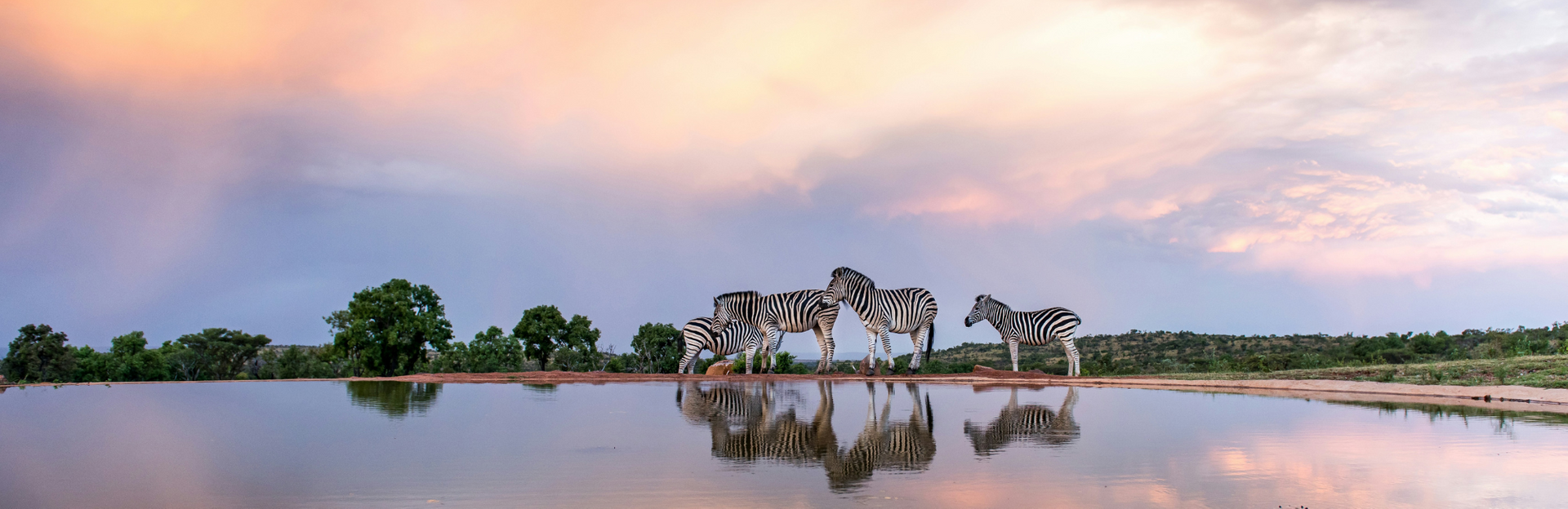 Safari 