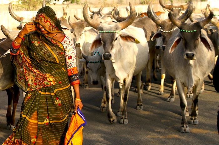 MOI- WILD GUJARAT-2026