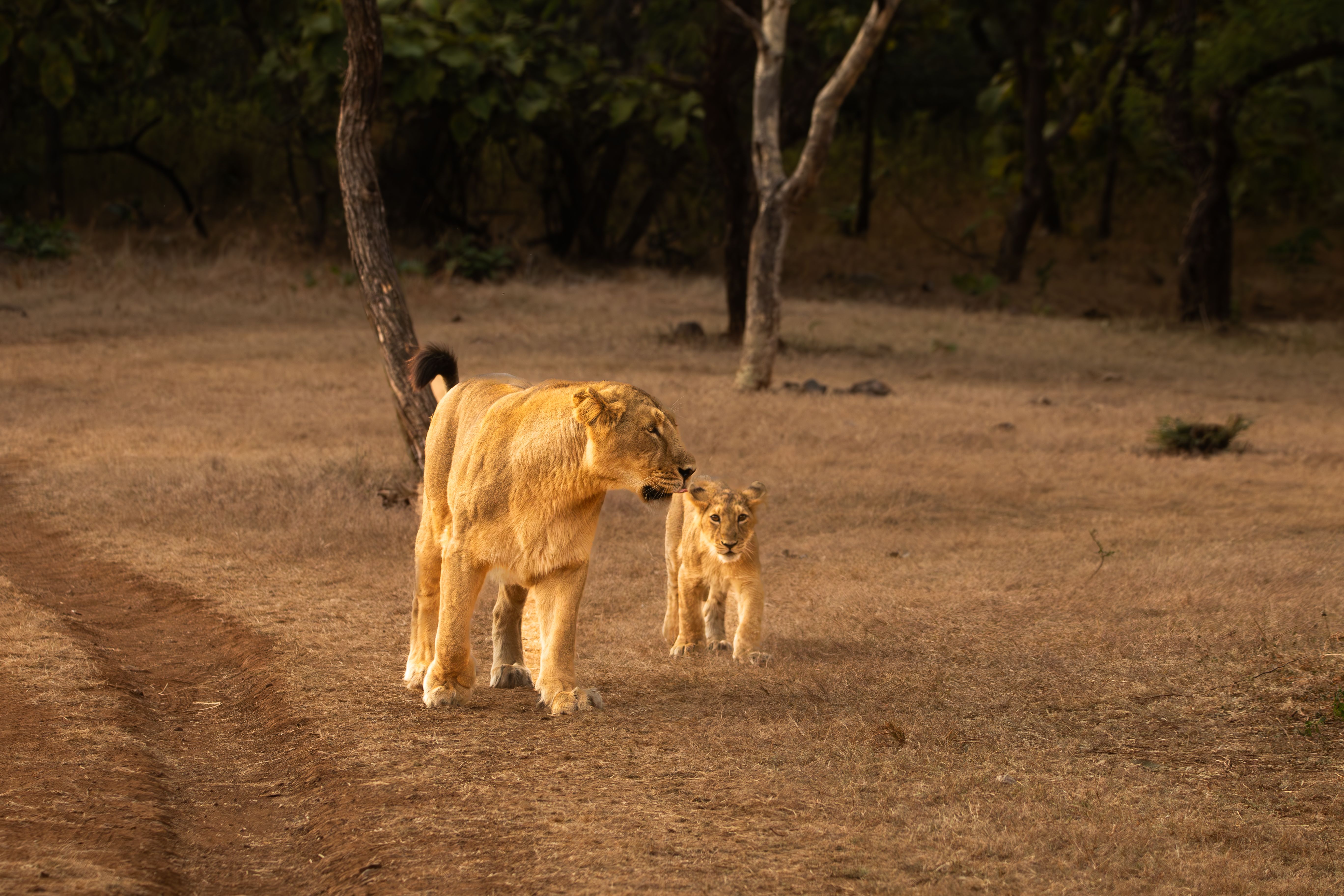MOI- WILD GUJARAT-2026