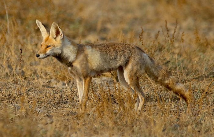 MOI- WILD GUJARAT-2026