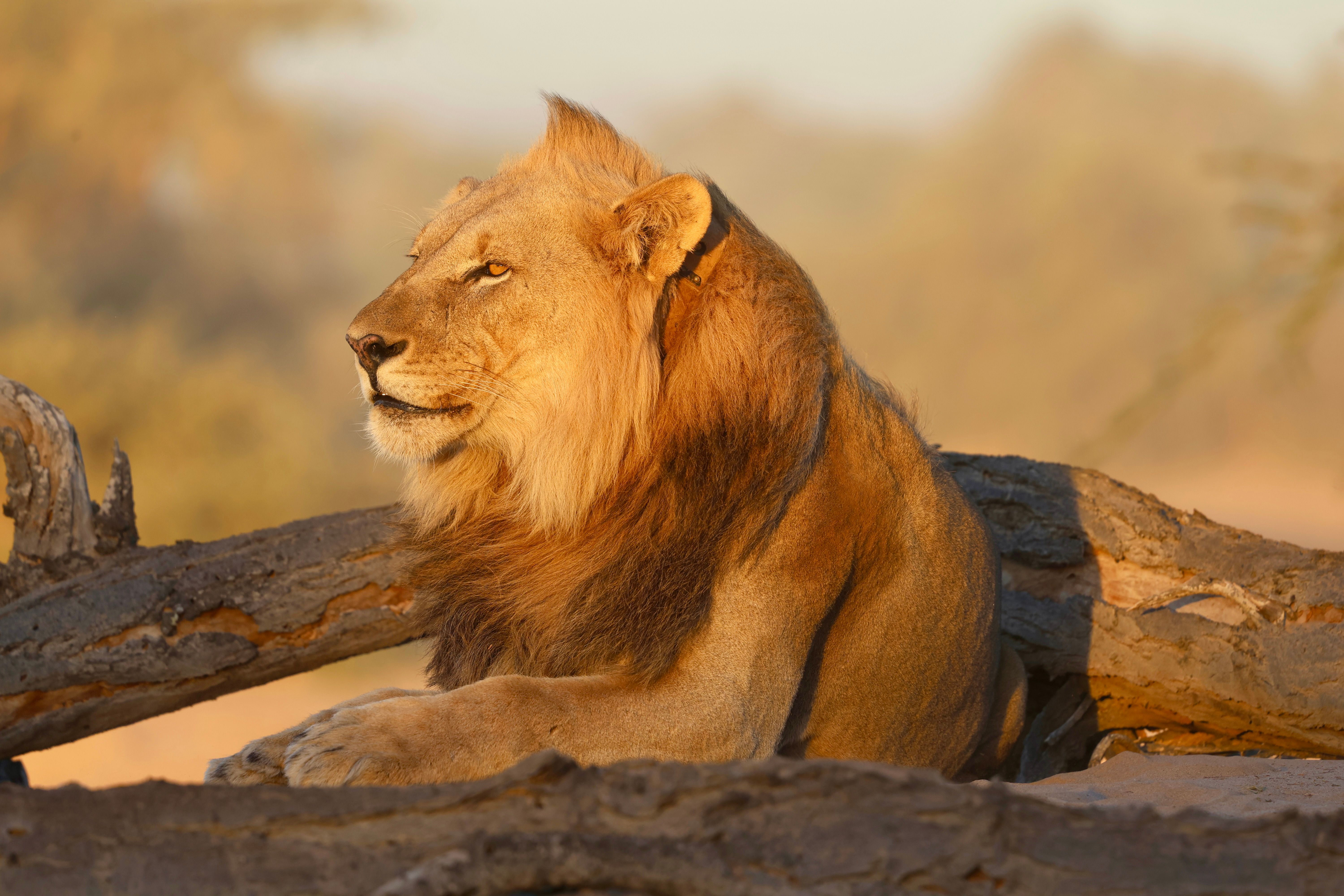 15 night Dunes, Rhinos, Skeleton Coast, Etosha Flying Safari