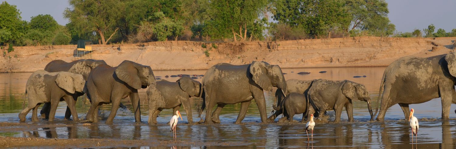 Cover image - Tracks Safaris