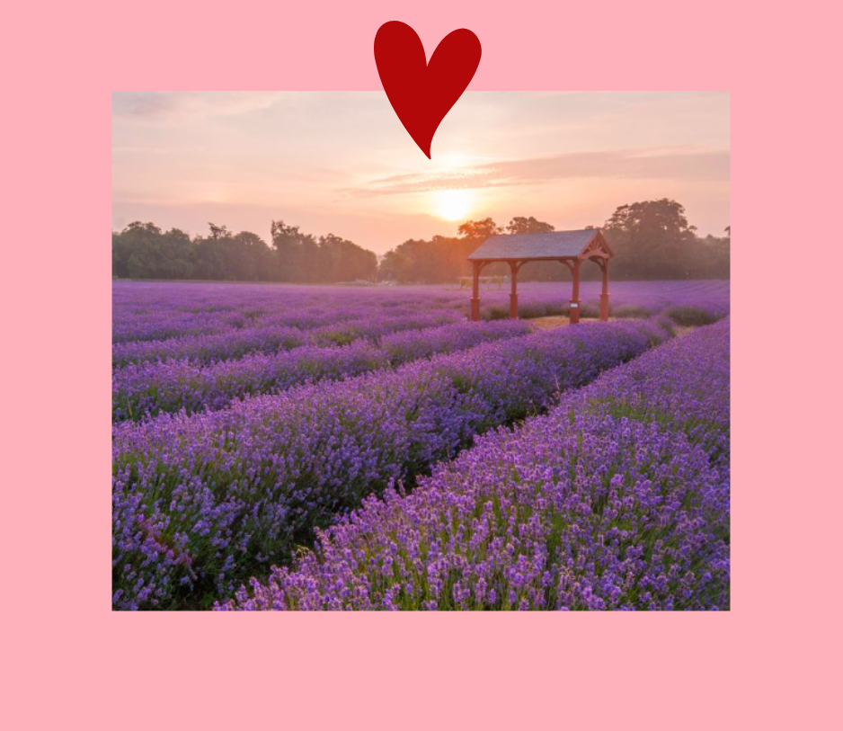Lavendar