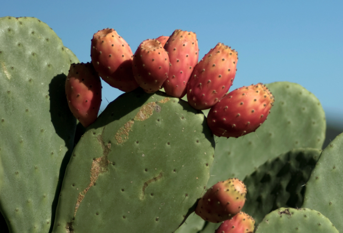 Prickly Pear Seed Oil