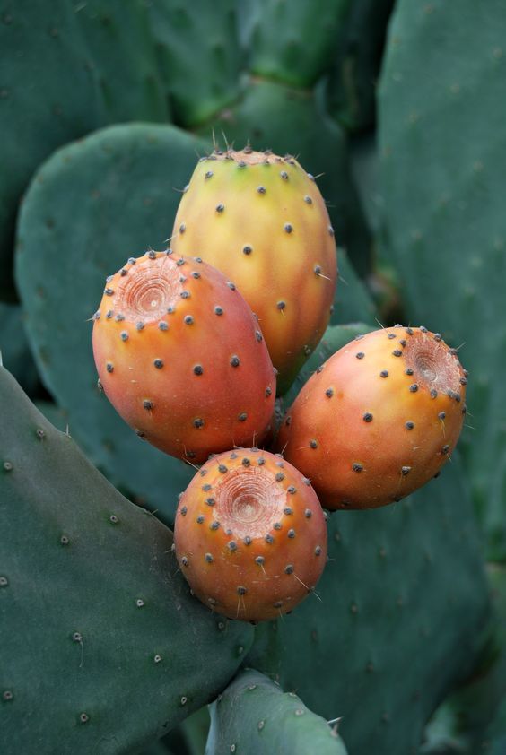 Prickly Pear Seed Oil