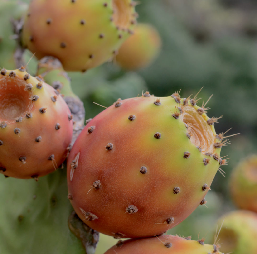 BIOTHELYA: WHERE BEAUTY RISES FROM THE CACTUS. A ZERO-WASTE REVOLUTION ROOTED IN RESILIENCE.