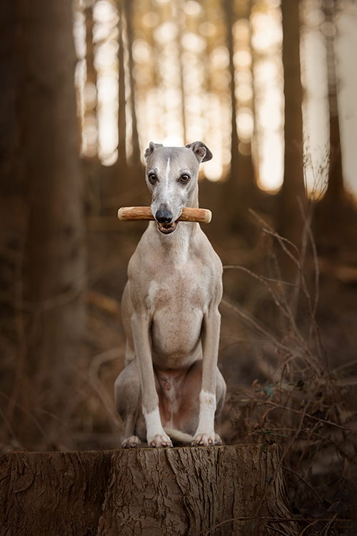 Ceylon Cinnamon-wood Dog Chew Sticks