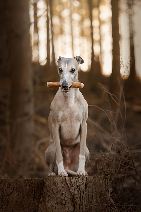 Ceylon Cinnamon-wood Dog Chew Sticks