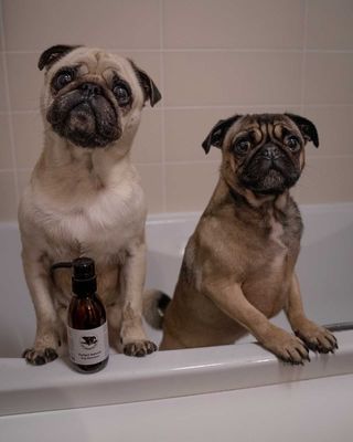Furfect Natural Dog Grooming Range