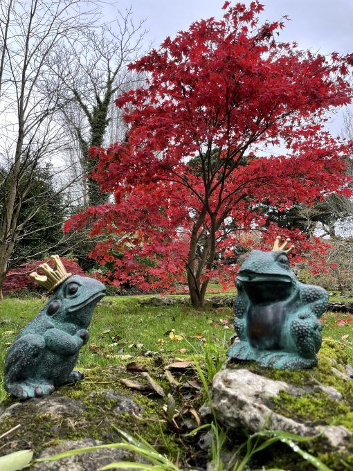 Frog Prince