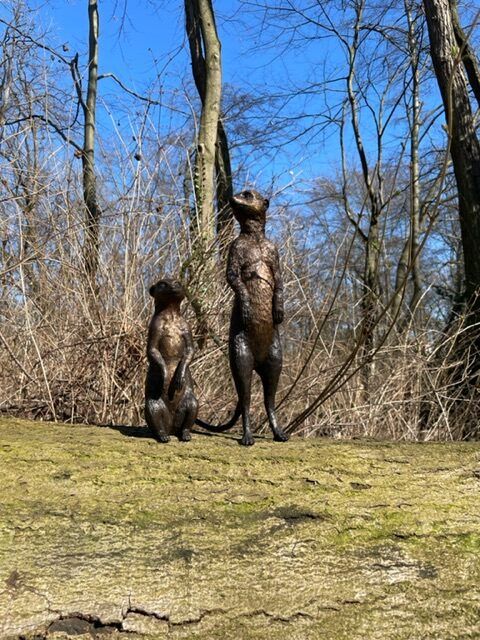 Meerkat Pair