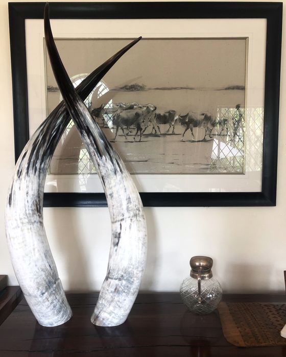 Ankole Cattle Horns