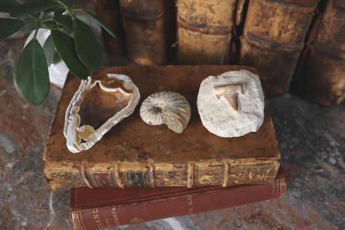 The Fossil Collection