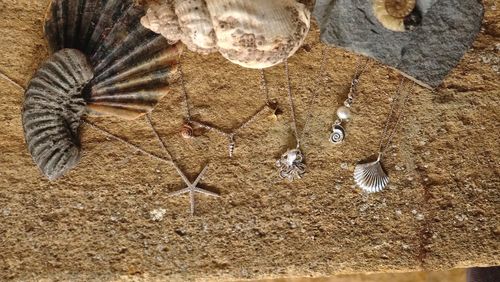 Coastal Collection by Reeves & Reeves