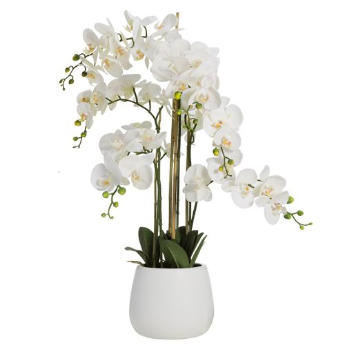 Large Potted Orchids
