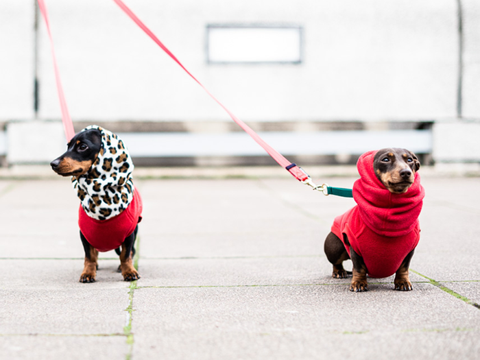 Water Repellent Fleeces, Collars and Leads