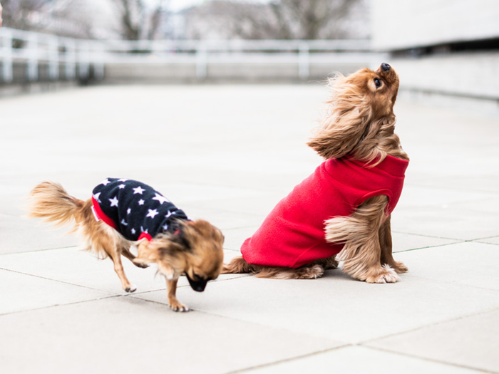 Water Repellent Fleeces, Collars and Leads