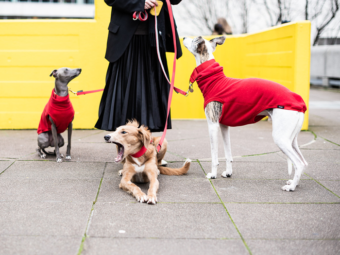 Water Repellent Fleeces, Collars and Leads