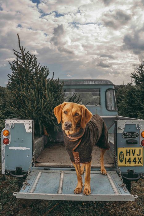 Dog Drying Coat
