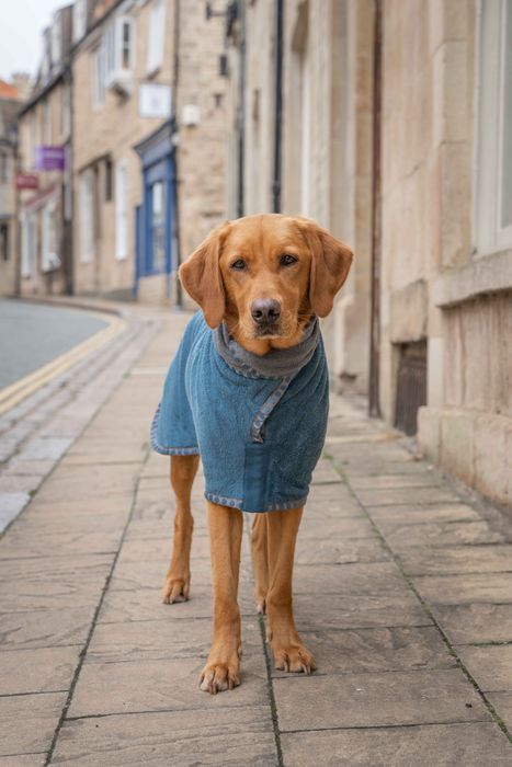 Dog Drying Coat