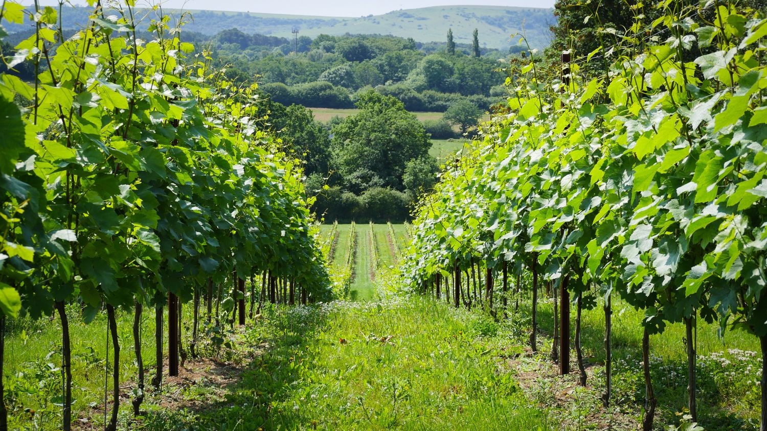 Cover image - Abingworth Vineyard