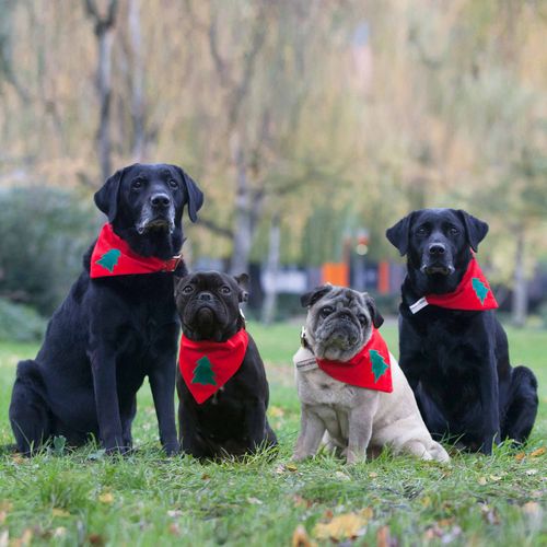 Classic Christmas Tree Bandana