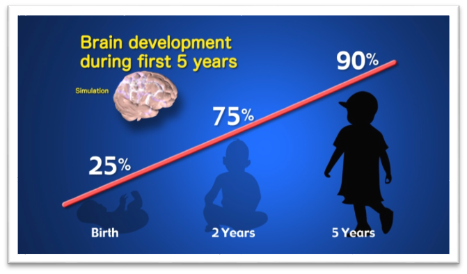 Brain development