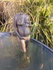 Sculpture in polished bronze